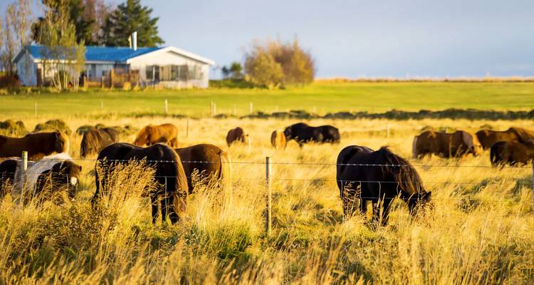 Chevaux islandais paissant dans un champ ensoleillé.