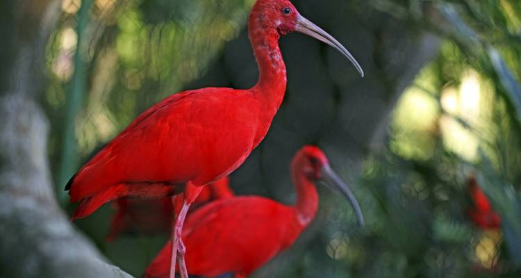 De isla en isla por el caleidoscopio del Caribe - con un viaje en velero de 8 días - DIAMIR Erlebnisreisen 10