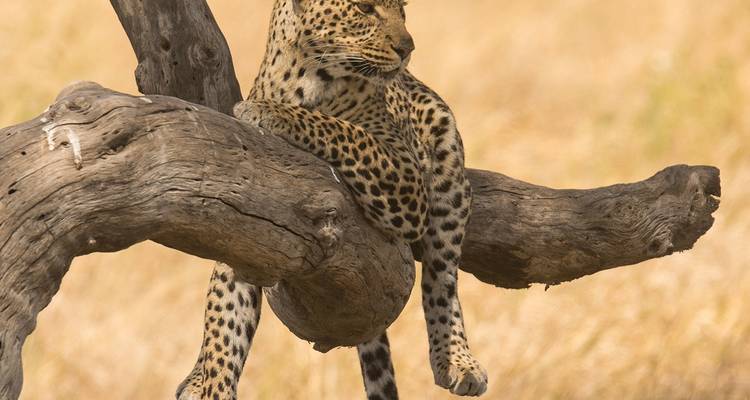 Safari de 4 jours dans le Tarangire, le Serengeti et le Cratère - moyenne gamme - Samora Explorers Ltd 7