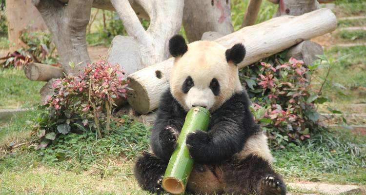 Le paradis naturel des pandas de Chengdu - Truly China Travel 6