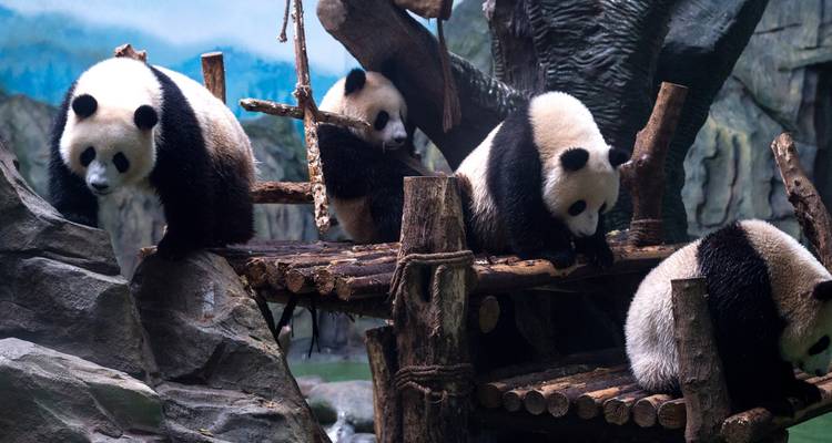 Le paradis naturel des pandas de Chengdu - Truly China Travel 7