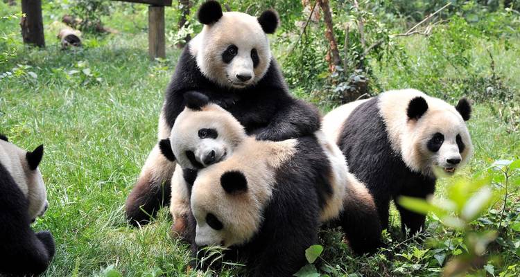 Le paradis naturel des pandas de Chengdu - Truly China Travel 8