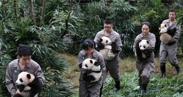 Le paradis naturel des pandas de Chengdu - Truly China Travel 9