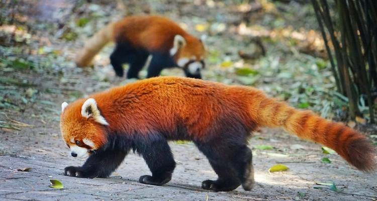 Le paradis naturel des pandas de Chengdu - Truly China Travel 10