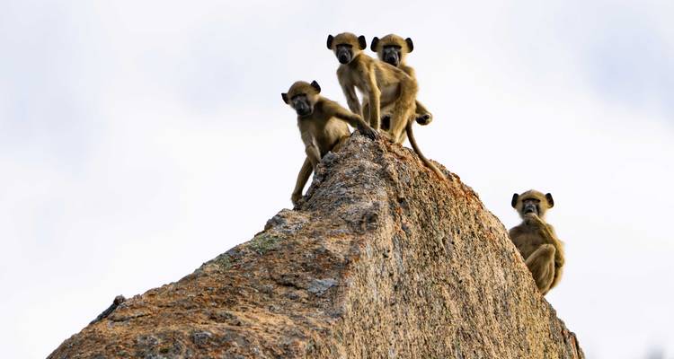 Groupe de babouin curieux perchés au sommet d'un rocher de granit contre un ciel pâle