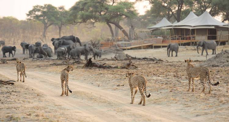 Quatre guépards marchent le long d'une piste poussiéreuse tandis qu'un grand troupeau d'éléphants paît près d'un camp de tentes