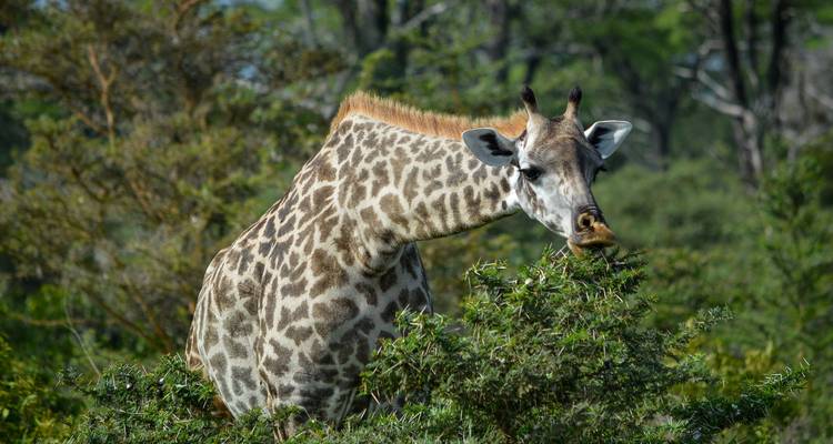 Eine Giraffe, die Blätter von einem Akazienbaum frisst.