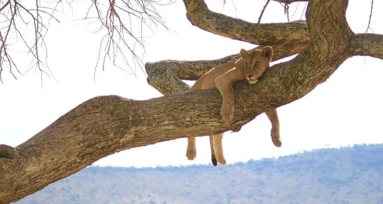 Ein Löwe, der auf einem Ast ruht, vor einer bergigen Kulisse.