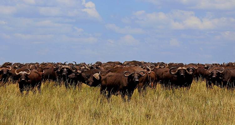 Büffelherde im hohen Gras unter blauem Himmel.