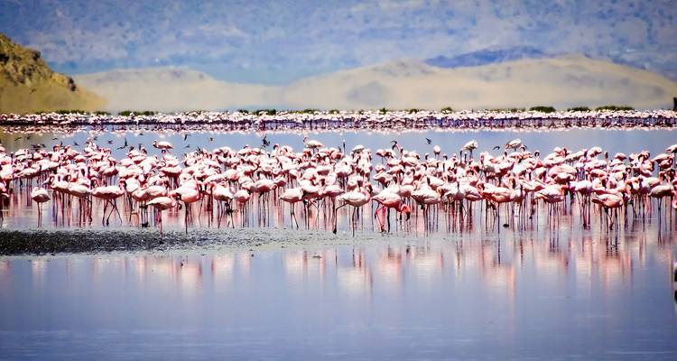 Große Gruppe von Flamingos, die im Wasser stehen.