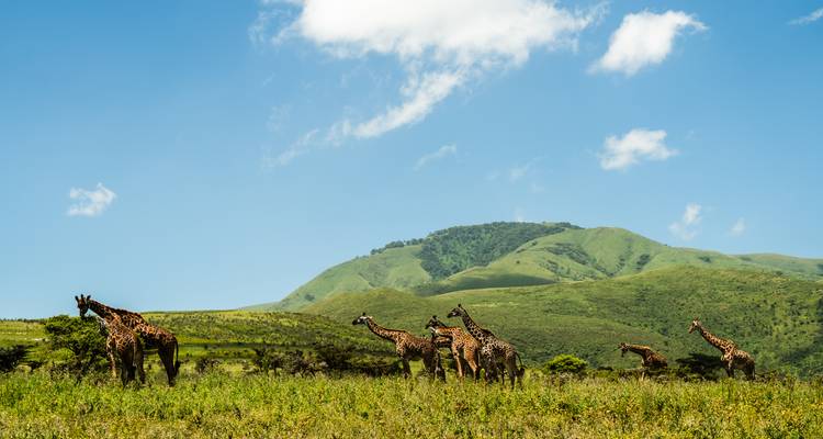 De Arusha a Zanzíbar 11 días De Sabana a Playa Safari - Beach and Safari Holidays 9
