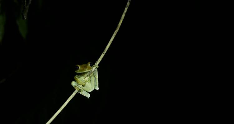 Amazon Jungle: Manu Reserve – 6 Days - Unu Raymi Expeditions 1