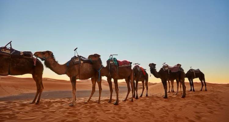 Excursión de 8 días de Casablanca a Marrakech por el desierto del Sahara (Grupo) - Morocco Magic Trip 10