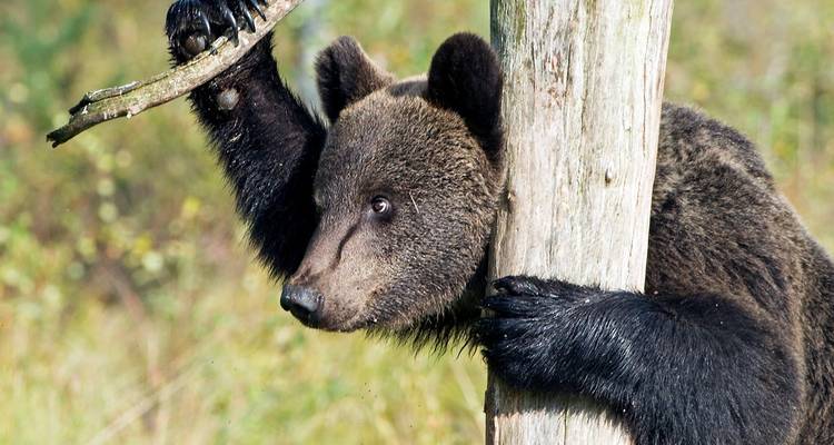 Un ours qui grimpe à un arbre dans une forêt.