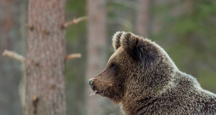 Profil d'un ours dans une zone boisée.