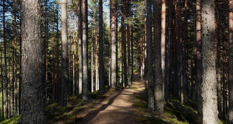 Sentier forestier bordé d'arbres avec des jeux d'ombre et de lumière.