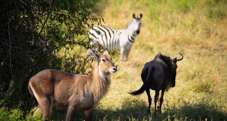 Cascadas de Materuni, fauna de serval, PN de Arusha y safari en canoa - Eatl Tour and Safari Group  2