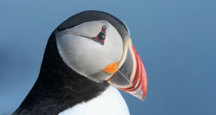 8 Days Westfjords of Iceland - GJ Travel 7