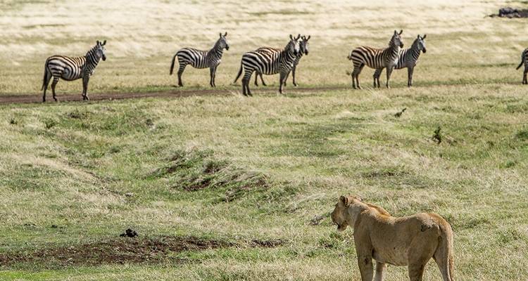 Safari combinado de 5 días Kenia - Tanzania - Afrishare Trekking And Safaris 1