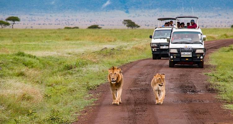 Safari combinado de 5 días Kenia - Tanzania - Afrishare Trekking And Safaris 2