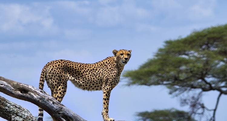 Safari combinado de 5 días Kenia - Tanzania - Afrishare Trekking And Safaris 3