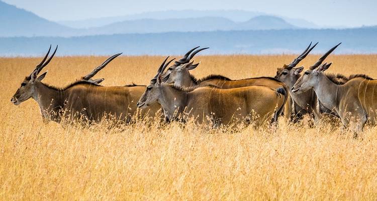 Safari combinado de 5 días Kenia - Tanzania - Afrishare Trekking And Safaris 4
