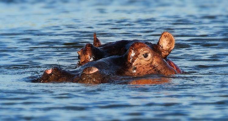 Safari combinado de 5 días Kenia - Tanzania - Afrishare Trekking And Safaris 7