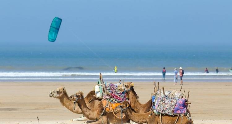 Chameaux sur une plage de sable avec des gens et un parachute qui vole.