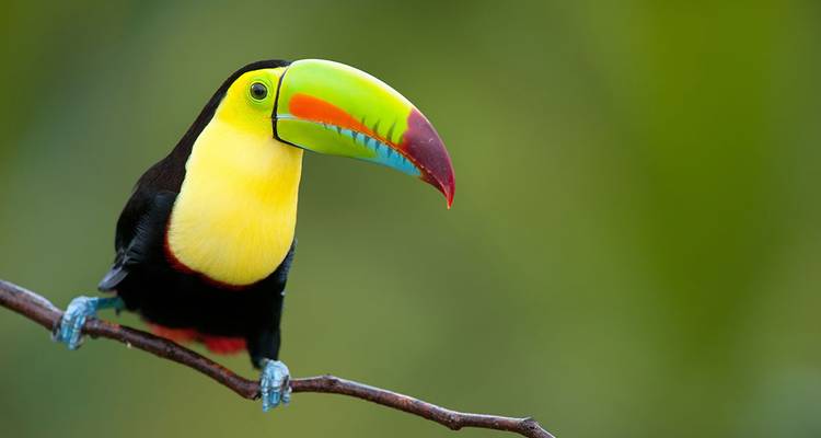 One Week In Costa Rica (7 destinations) - Intrepid Travel 5