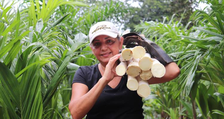 Persoon die vers gesneden suikerriet vasthoudt in een groen plantageterrein.