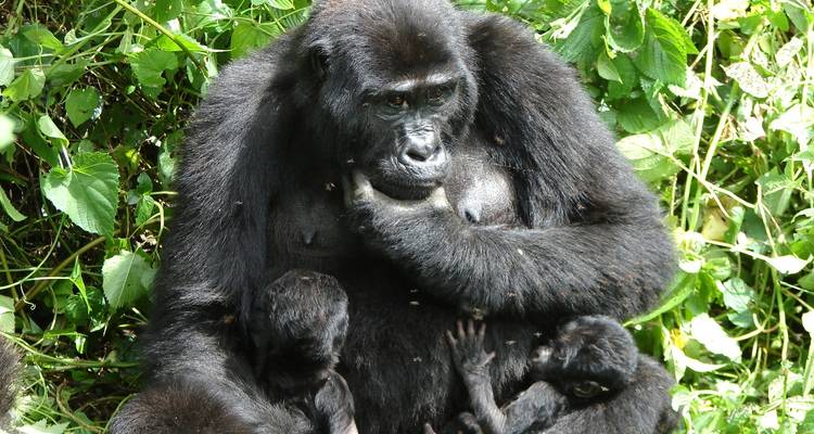 Safari de lujo de 4 días para rastrear gorilas en Uganda (en avión) - Primate World Safaris (U) Ltd 4