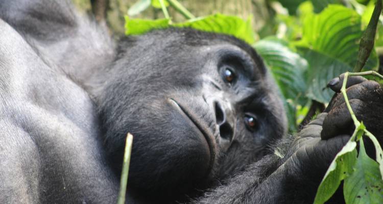 Safari de lujo de 4 días para rastrear gorilas en Uganda (en avión) - Primate World Safaris (U) Ltd 8