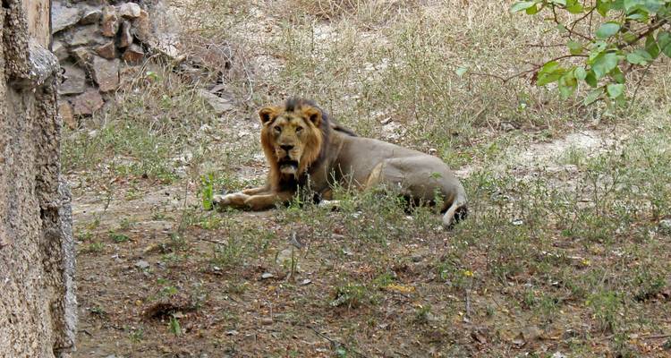 Gir National Park Tour with Mumbai - GoBook India Tours 2