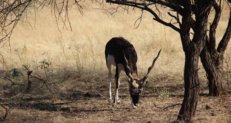 Gir National Park Tour with Mumbai - GoBook India Tours 3