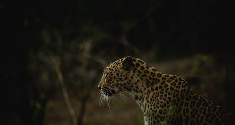 Gir National Park Tour with Mumbai - GoBook India Tours 4