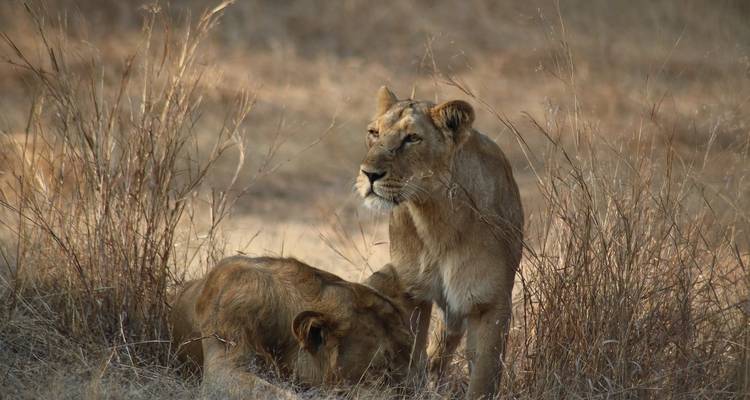 Gir National Park Tour with Mumbai - GoBook India Tours 1