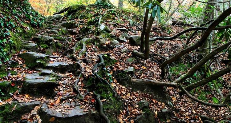 Hiking the Best of Great Smoky Mountains National Park  - Intrepid Travel 5