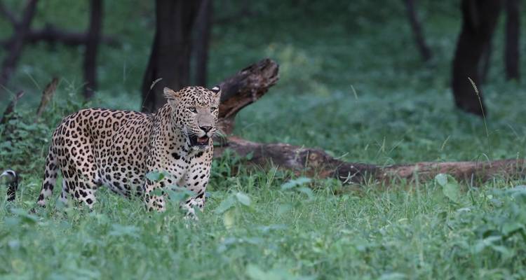 Rajasthan Wildlife Safari Tour - GoBook India Tours 3