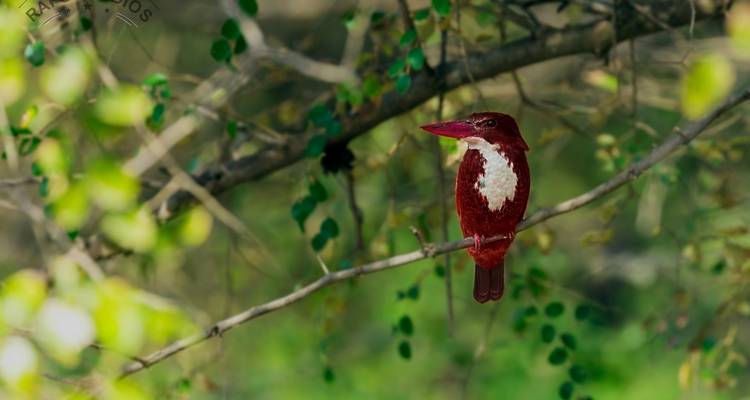 Rajasthan Wildlife Safari Tour - GoBook India Tours 4