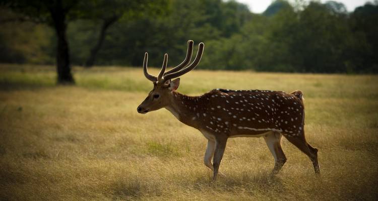 Rajasthan Wildlife Safari Tour - GoBook India Tours 6