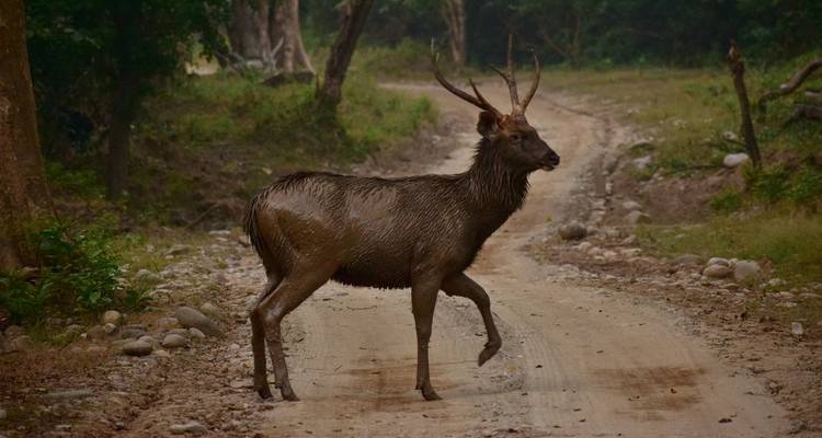 Golden Triangle with Ranthambore and Jim Corbett National Park - GoBook India Tours 3
