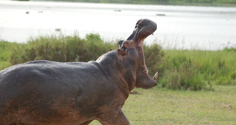 Safari familial tout compris en Ouganda - Primate World Safaris (U) Ltd 6