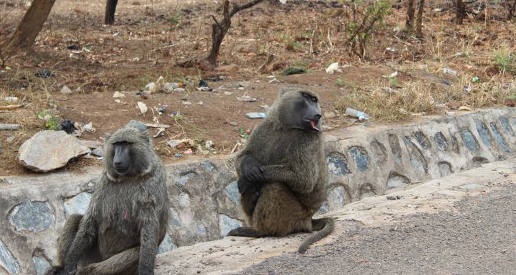 Safari familial tout compris en Ouganda - Primate World Safaris (U) Ltd 4