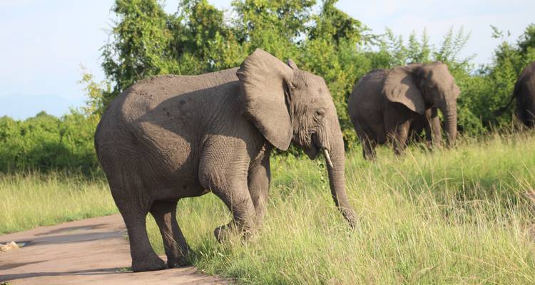Safari familial tout compris en Ouganda - Primate World Safaris (U) Ltd 8