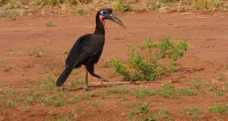 Safari familial tout compris en Ouganda - Primate World Safaris (U) Ltd 7