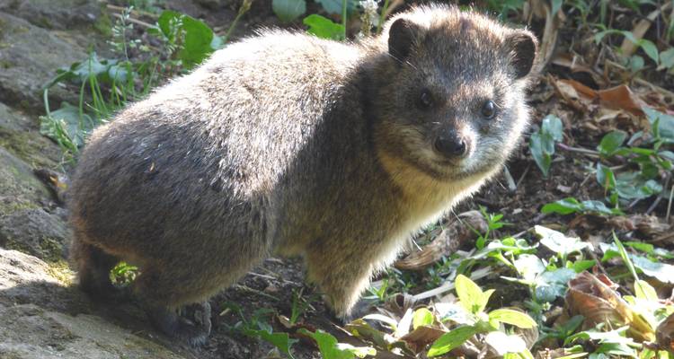 Safari familial tout compris en Ouganda - Primate World Safaris (U) Ltd 3