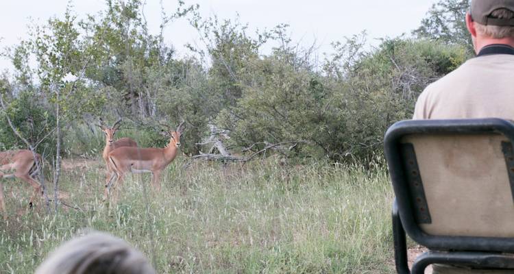 4 Day Lodge and Treehouse Kruger Park Safari - Viva Safaris 10