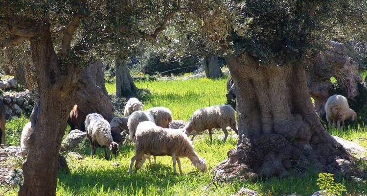 Ovejas pastando bajo la sombra de grandes árboles en un campo.