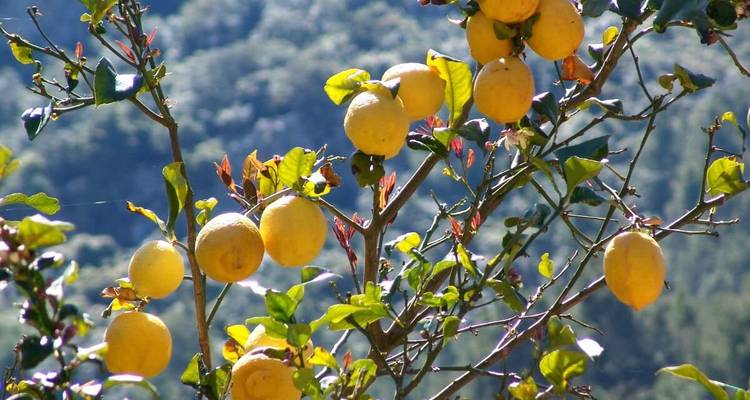 Limonero con frutos en una zona montañosa.