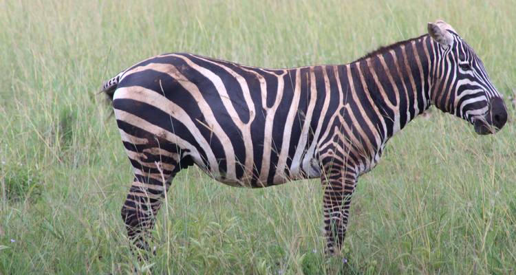 Piste de safari de l'est de l'Ouganda - Primate World Safaris (U) Ltd 6